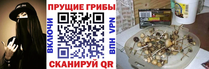 hydra как войти  Кондрово  Псилоцибиновые грибы Cubensis 